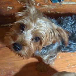 Sweetheart - Yorkshire Terrier
