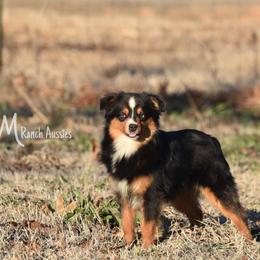Wyatt Erp - Black tri Toy Australian Shepherd puppy in Checotah, Oklahoma from CM Ranch Aussies