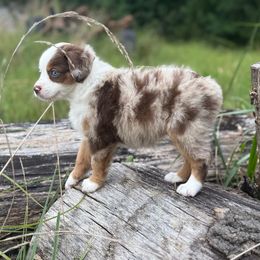 Chickpea - Red merle female Miniature Australian Shepherd puppy in Greenville, South Carolina from QC Homestead Miniature Australian Shepherds