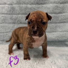 Girl 3 - Red brindle female American Pit Bull Terrier puppy in Nine Mile Falls, Washington from Bartin Kennels