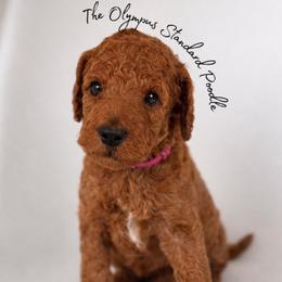 Rioja - Red  female Poodle puppy in Spring Hills, Florida from The Olympus Standard Poodle