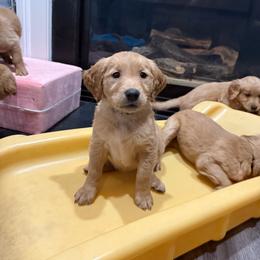 Lilo - Golden female Golden Retriever puppy in Simpsonville, South Carolina from Upstate Revival Retrievers