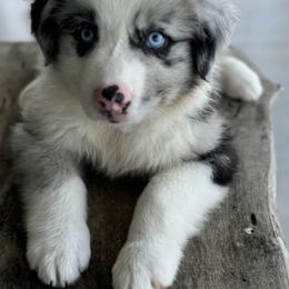 Australian Shepherd Puppies from Wiggle Butt Inn LLC