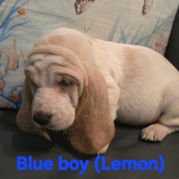No collar AKC European basset hound boy - Lemon and white male Basset Hound puppy in Flint, Michigan from Vehicle City's Great Danes, Bulldogs, and Cocker Spaniels