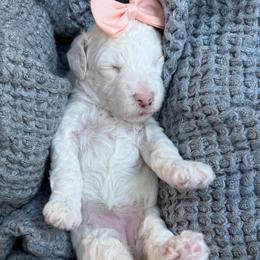 LR- Coconut Vanilla - Parti female Goldendoodle puppy in Lewisville, Texas from Texas Goldendoodle Lovers