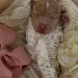 Girl 1 - Red  female Goldendoodle puppy in Queen Creek, Arizona from Sunny Doodles
