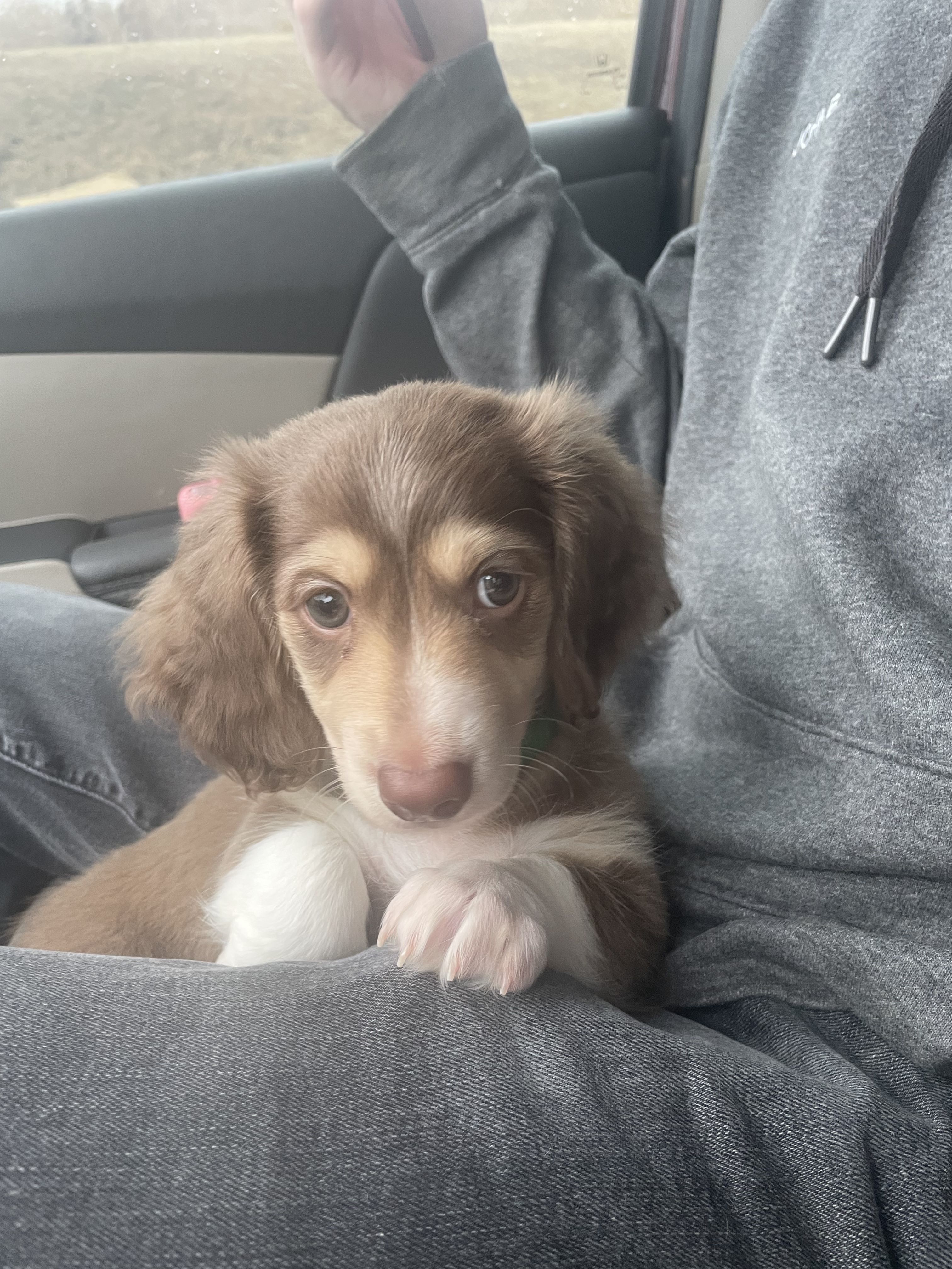 Barrett’s Doxie Farm in Oklahoma Dachshund puppies Good Dog