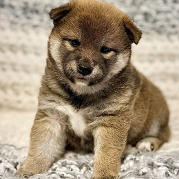 Shelby - Red female Shiba Inu puppy in Trenton, Nebraska from Prairie Shibas