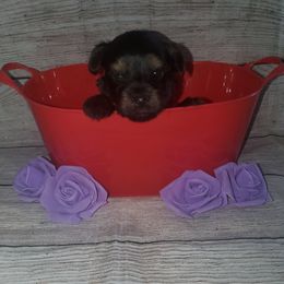 Yorkshire Terrier Puppies from Pawrific Tails