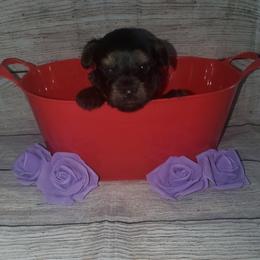 Yorkshire Terrier Puppies from Pawrific Tails