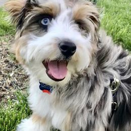 Aussiedoodle Puppies from Brambleberry Doodles
