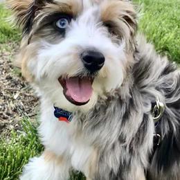 Aussiedoodle Puppies from Brambleberry Doodles