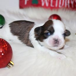 Girl 2 - Red and white female Shih Tzu puppy in Craig, Colorado from Rocky Mountain Shih Tzus and Dry Creek Miniature Dachshunds