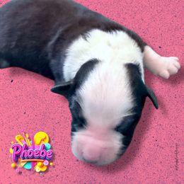 PHOEBE - Black Tri Female - Black tri-color female Australian Shepherd puppy in Gainesville, Texas from Lady Luck Aussies