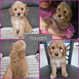 Havarti - Red female Cockapoo puppy in Zanesville, Ohio from Southtown Doodles LLC