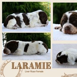 Laramie - Liver roan female Brittany puppy in Hollidaysburg, Pennsylvania from Royal Flush Farms