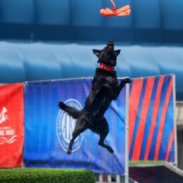 Belgian Malinois, German Shepherd, and Labrador Retriever All Grown Up from Z Canis Major