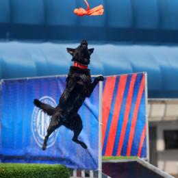 Belgian Malinois, German Shepherd, and Labrador Retriever All Grown Up from Z Canis Major