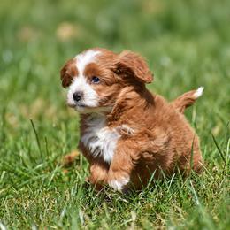 Rylynn - Red female Cavapoo puppy in Narvon, Pennsylvania from Stoltzfus Family Puppies (license number 18844)