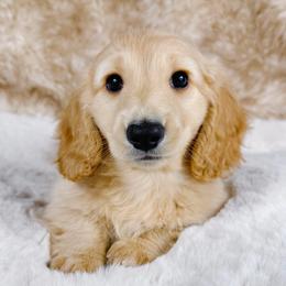Alvin - Cream Dachshund puppy in Redding, California from Jean & Mae Doxies