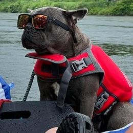 French Bulldogs from Burke’s Ranch French Bulldogs