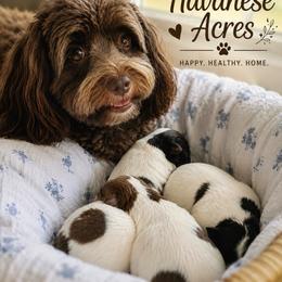 Havanese puppies from Havanese Acres