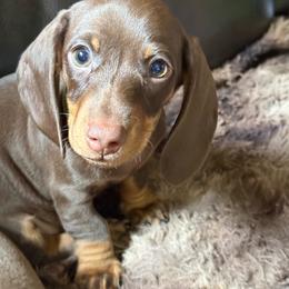 Truman - Chocolate and tan male Dachshund puppy in Salem, Oregon from Ide's of March Dachshunds