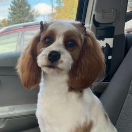 Maple - Red female Cavapoo puppy in Columbus, Montana from Comfort Doodle