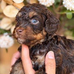 David - Brown boy - Phantom male Poodle puppy in Yuciapa, California from AlltheDoodlez_