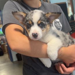Boy 1 - Blue merle and white male American Corgi puppy in Payson, Illinois from Creek Farm Corgis