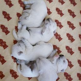 Boy 2 - White male West Highland White Terrier puppy in Spokane, Washington from Pleasant Prairie Farms