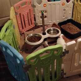 Cavapoos from Velvet Paws Cavapoos