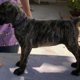 Great Dane Puppies from Mo'Danes