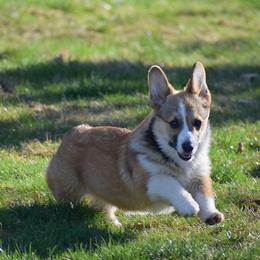 Diamond - Red female Pembroke Welsh Corgi puppy in Morgantown, Pennsylvania from GoldStar Corgis (License Number 18519)