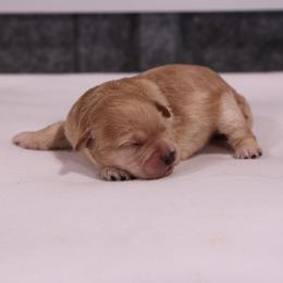 Kirk - Cream male Whoodle puppy in West Bend, Iowa from Blue Skies Terriers