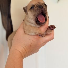 Puppy girl 1 - Fawn female French Bulldog puppy in Washington, Pennsylvania from Crooked Pine French Bulldogs