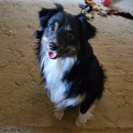 Robin - Miniature Australian Shepherd