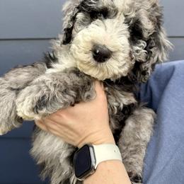 Bernedoodle, Cavalier King Charles Spaniel, and Poodle Puppies from Ellas.Pups (Bernedoodles & Cavapoos)