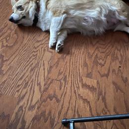 Pembroke Welsh Corgi puppies from Lakeside Corgi Club