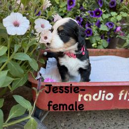 Bernedoodle and Goldendoodle Puppies from Marbel Wood Doodles