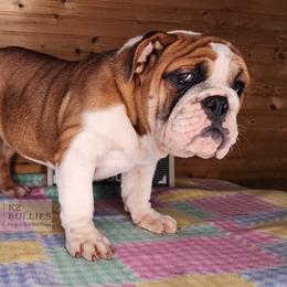 Monroe - Red and white female Bulldog puppy in Hillsdale County, Michigan from KZ Bullies LLC