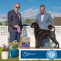 Wanda - Portuguese Water Dog