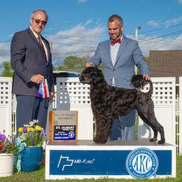 Wanda - Portuguese Water Dog