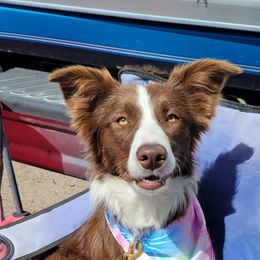Kiwi - Border Collie