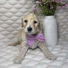 Lavender - Cream female Goldendoodle puppy in Waterloo, Illinois from Ashly Miller