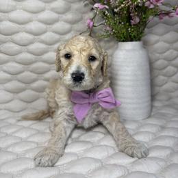 Lavender - Cream female Goldendoodle puppy in Waterloo, Illinois from Ashly Miller