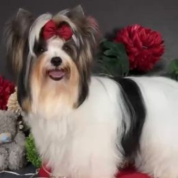 Jax - Biewer Terrier