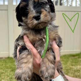 Loki - Green - Blue merle male Bernedoodle puppy in South Jordan, Utah from Ellas.Pups (Bernedoodles & Cavapoos)