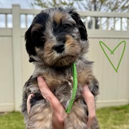 Loki - Green - Blue merle male Bernedoodle puppy in South Jordan, Utah from Ellas.Pups (Bernedoodles & Cavapoos)