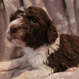 Poodles from Pups Are Us